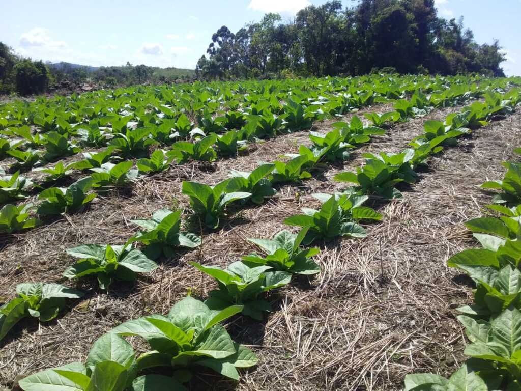 Cultura do tabaco encontra-se em fase de plantio na região